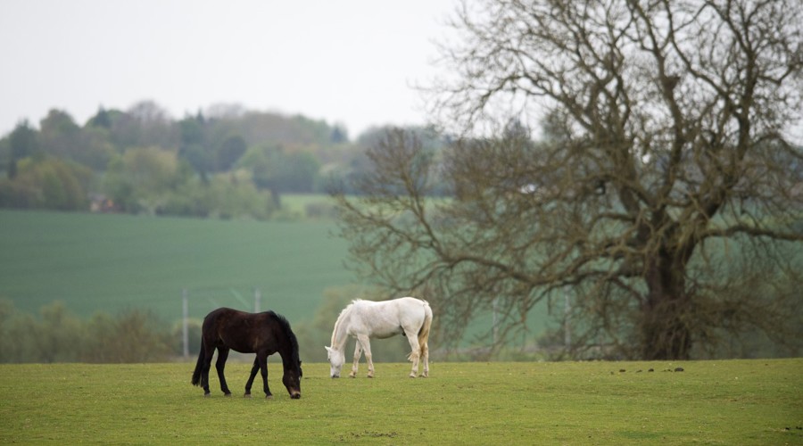 Grazing