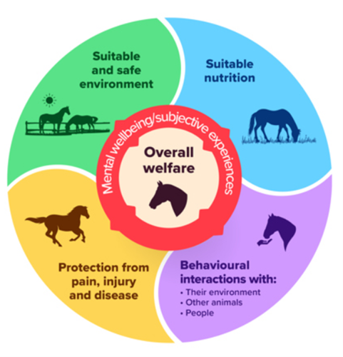 A graphic showing the needs of a horse