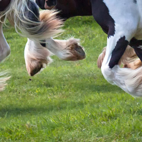 Horse Legs Galloping In Field