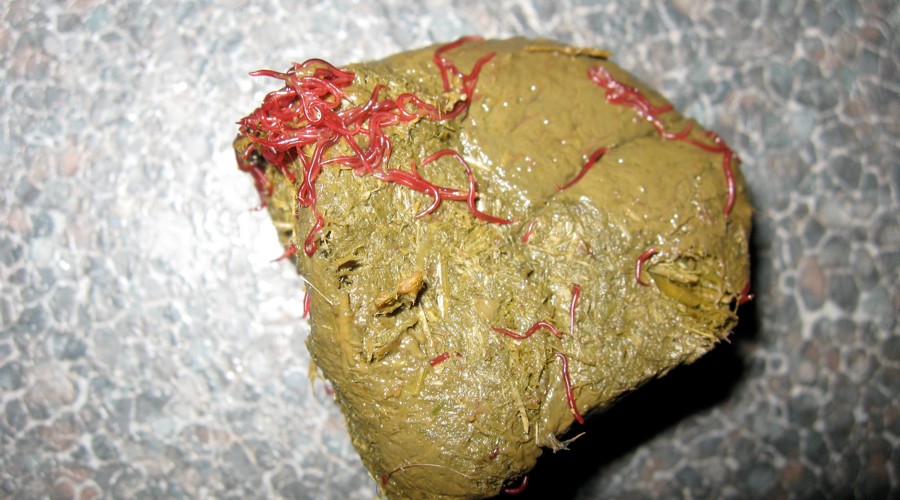 Worm in Dung
