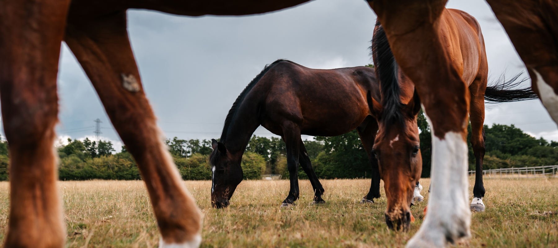 BHS Swallowfield Field Mates Grazing
