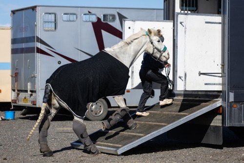 Grey horse being loaded into a lorry wearing a travel rug and travel boots