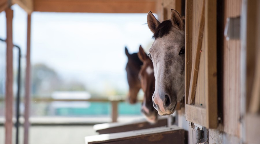 horses in stables
