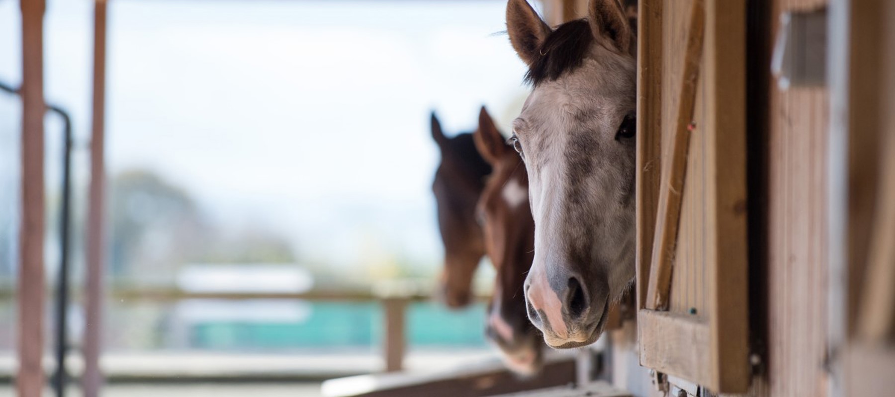 horses in stables