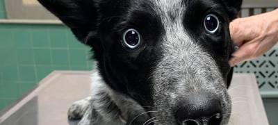 Dog Wormer