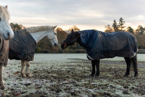 Two horses in a frosty field both wearing turnout rugs