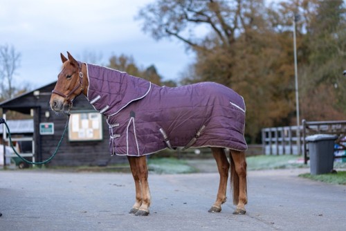 A chestnut horse stood wearing a purple stable rug with neck