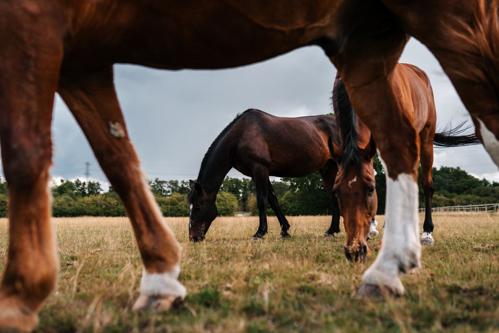 Three horses grazing - two horses seen in full whilst only legs can be seen of the third