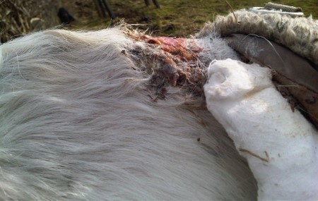 A wound on a horse's wither from an ill-fitting rug