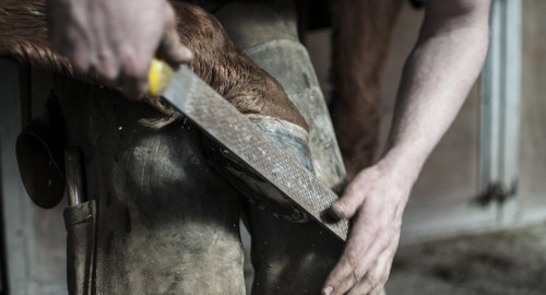 Farrier filing a hoof
