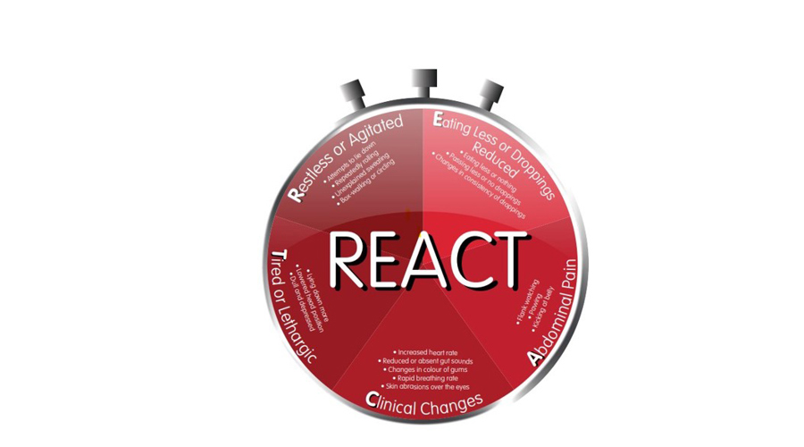 Colicreact Clock Border