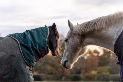 Two horses' necks and heads turned slightly away from camera. Both horses are wearing rugs.
