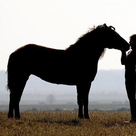 Horse And Rider In Countryside Shutterstock 11585581V2