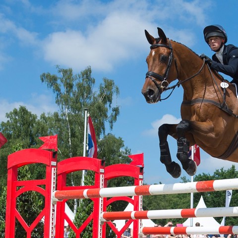 horse showjumping