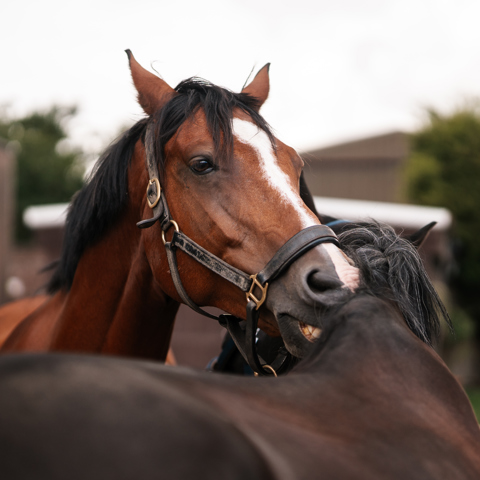 BHS Swallowfield Carter And George Grooming