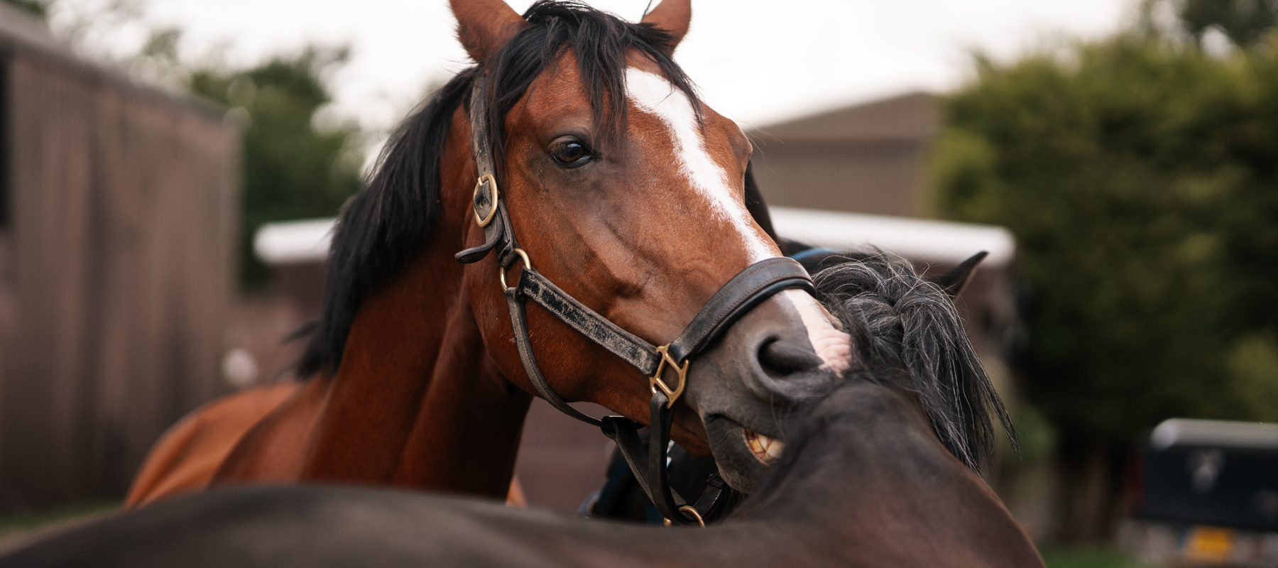BHS Swallowfield Carter And George Grooming