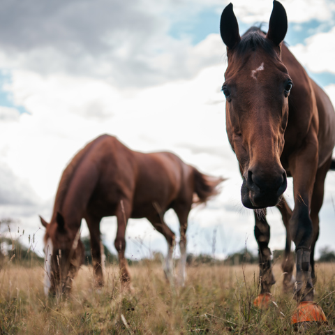 BHS Swallowfield Pair Grazing