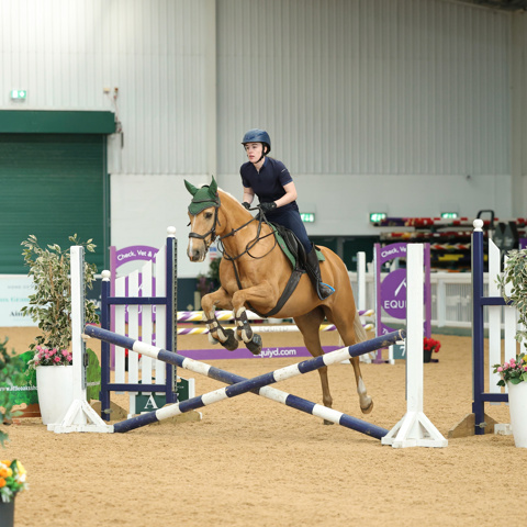Palomino Indoor Jumping At Aintree