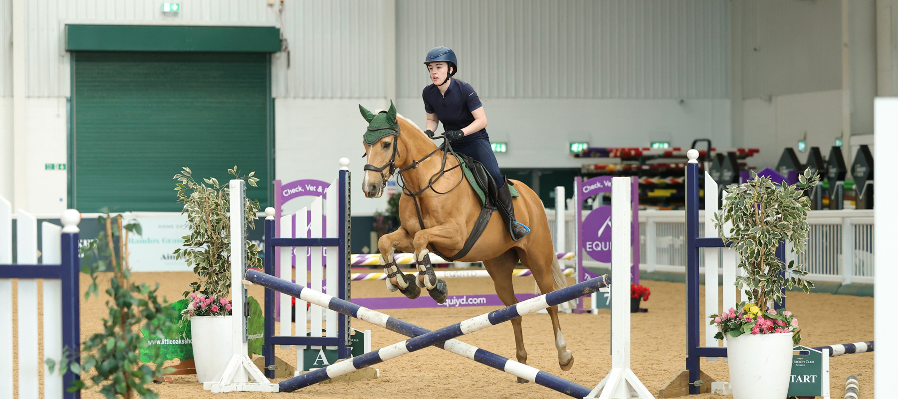 Palomino Indoor Jumping At Aintree