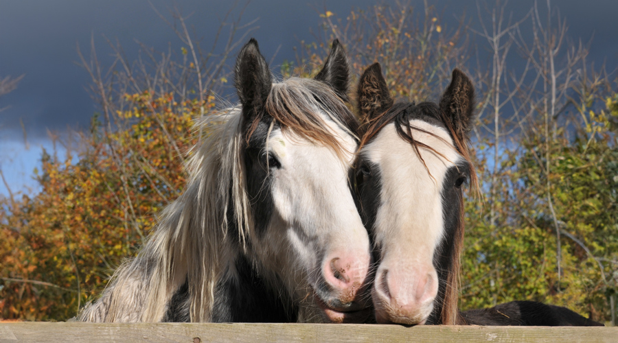 Yearling Friends Credit Redwings Copy