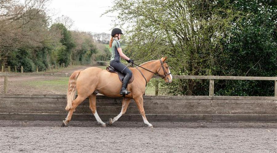 Horse And Rider Trotting In An Arena