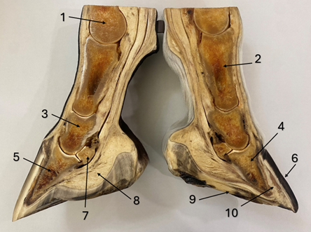 Laminitis