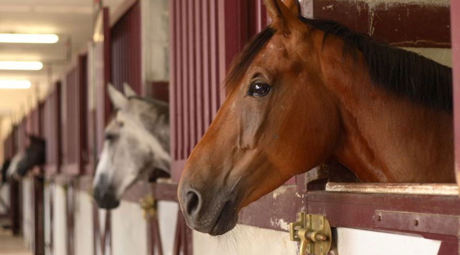 Horses Heads In Stable