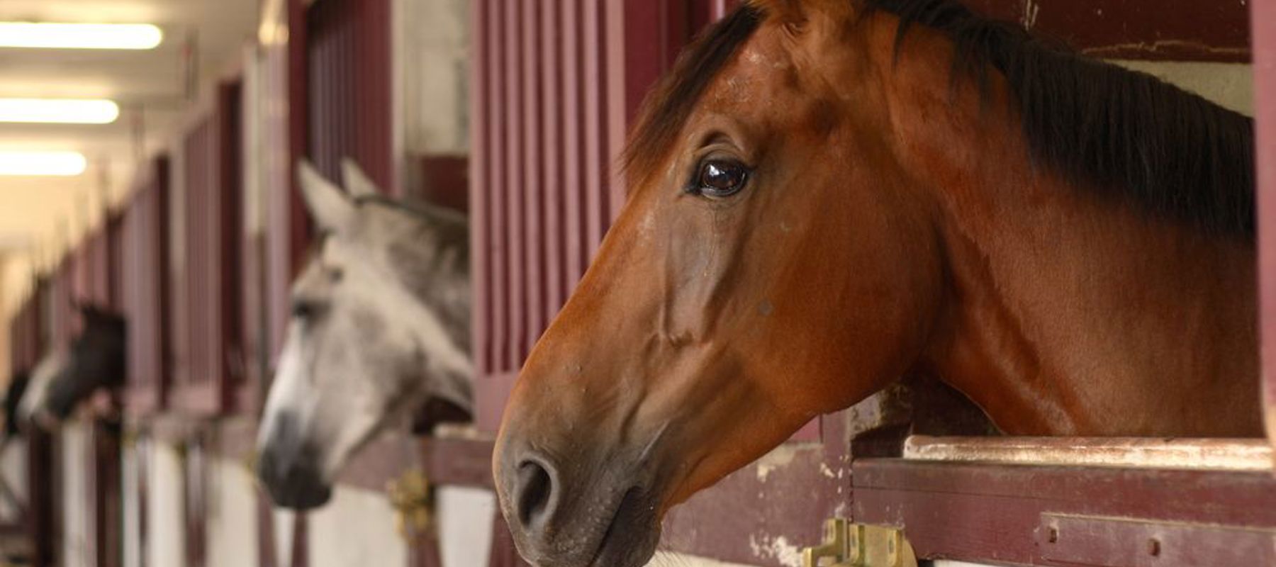 Horses Heads In Stable