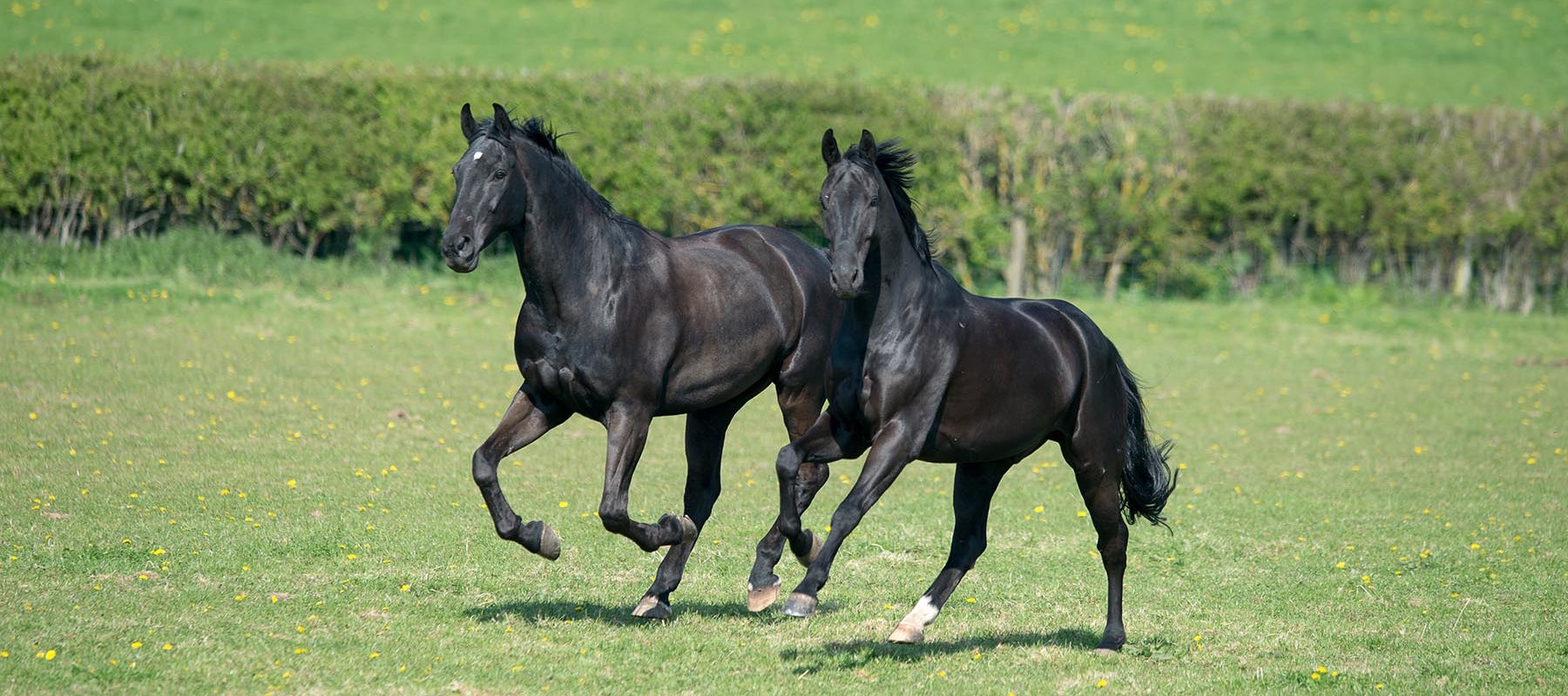 BLACK HORSES 230415 4