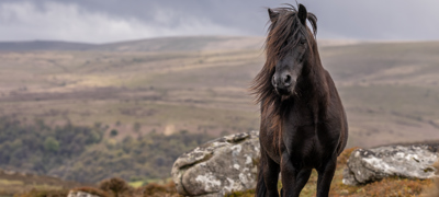 A Dartmoor Heritage Pony Copyright Malcolm Snelgrove