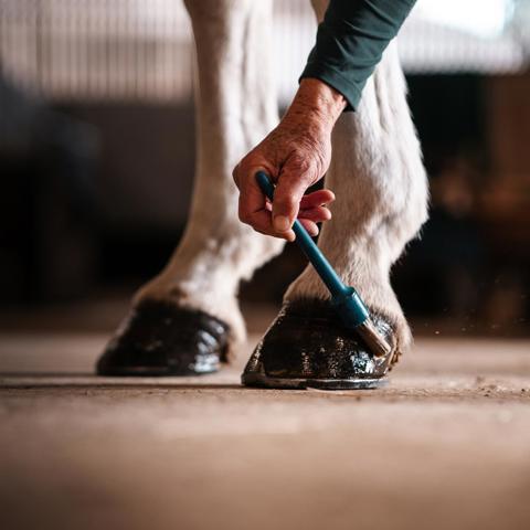 Hemps Green Sept 24 Applying Hoof Oil (1)