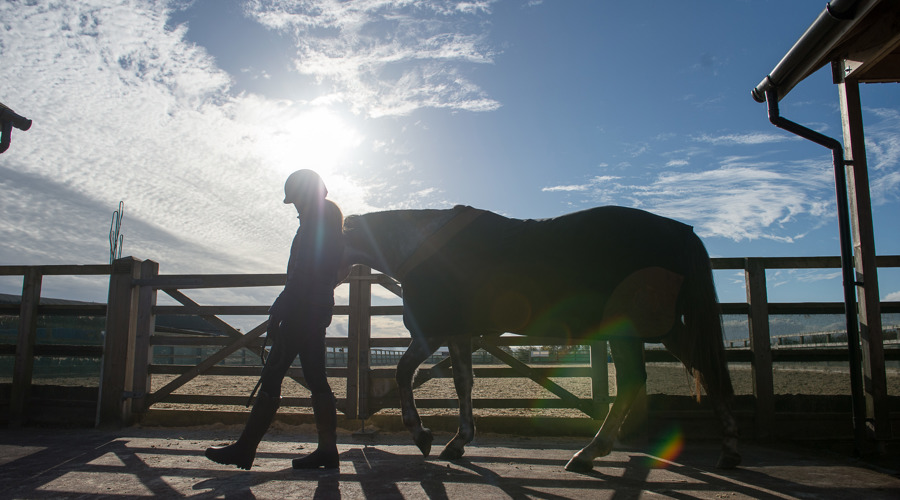 Horse Held Calmly BHS STOCK NOV2016 7753