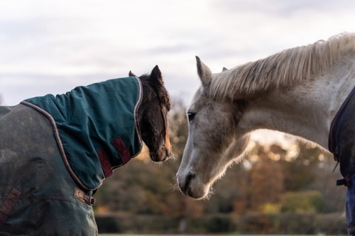Two horses in a field, one wearing a neck cover on their rug