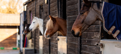 Horses Looking Out Of Stables