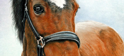 Horse Pic