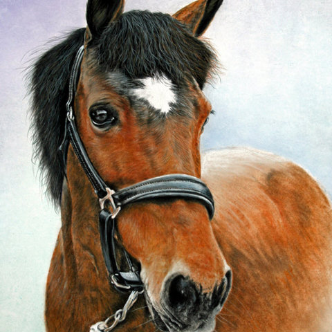 Horse Pic