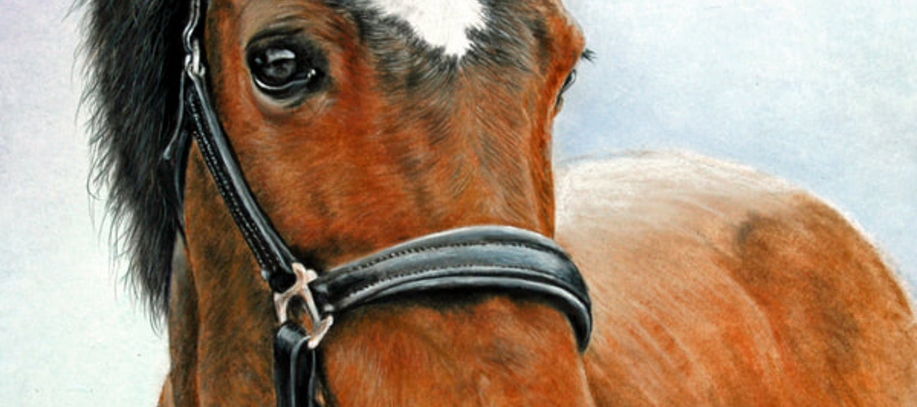 Horse Pic