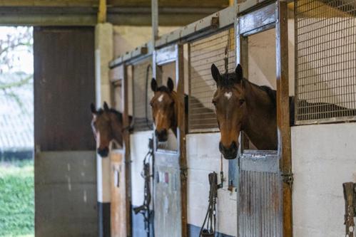 Three bays with their heads over the stable doors