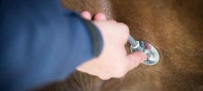 horse vet check