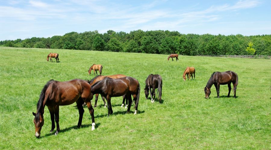 BC1 Herd In A Field
