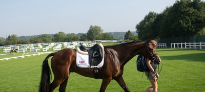 horse longing lunging on the field