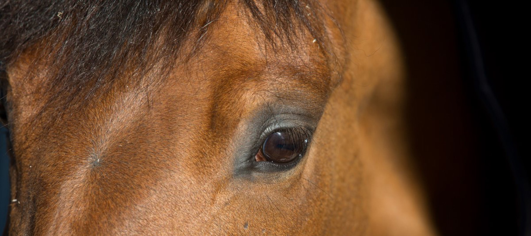 Close Up Of Horse