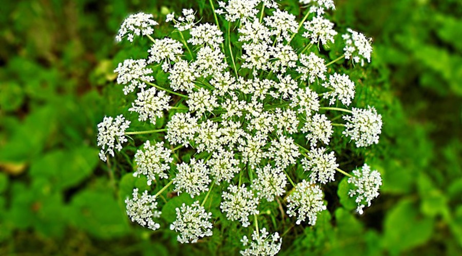 Hemlock 2536567 640