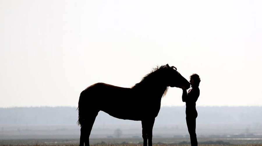 Horse And Rider In Countryside Shutterstock 11585581 Border