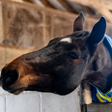 Horse In Stable (Consent To Jul 30, 2027)