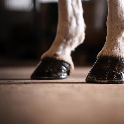 Front Hooves