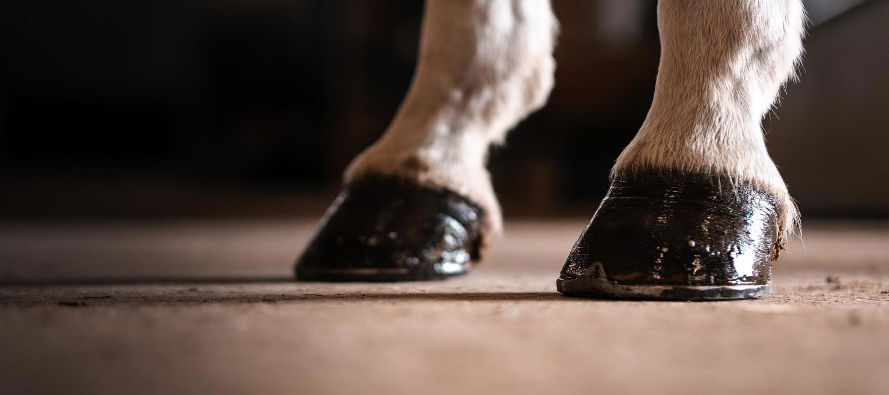 Front Hooves