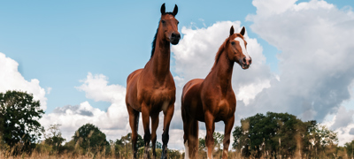 BHS Swallowfield 2 Horses Standing